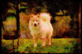 415080 Samoyed A4 Limited Edition Watercolour Print