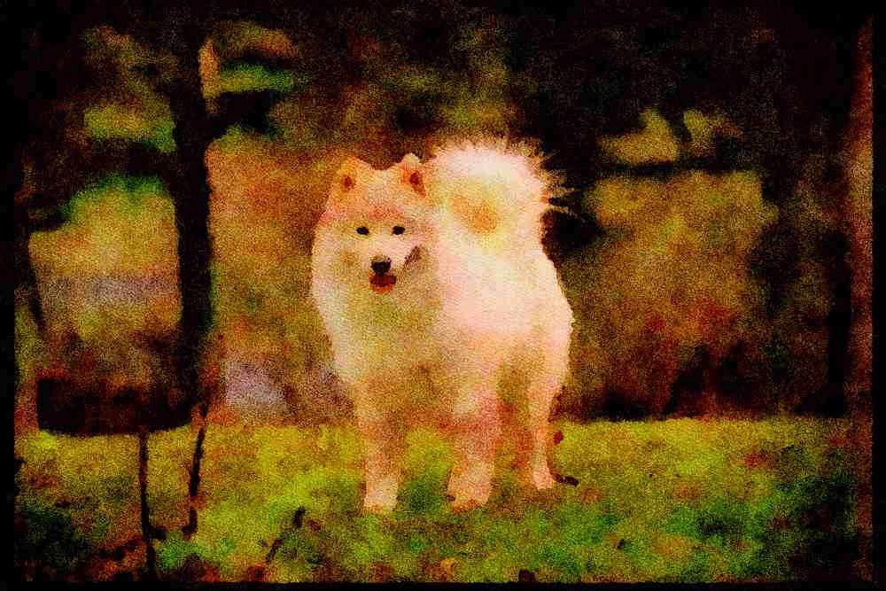 415080 Samoyed A4 Limited Edition Watercolour Print