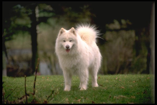 415080 Samoyed A4 Photo Print