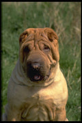 415081 Sharpei A4 Photo Print