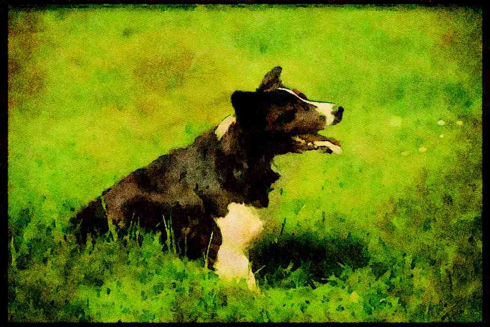415082 Working Dog A4 Limited Edition Watercolour Print
