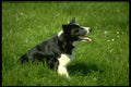 415082 Working Dog A4 Photo Print