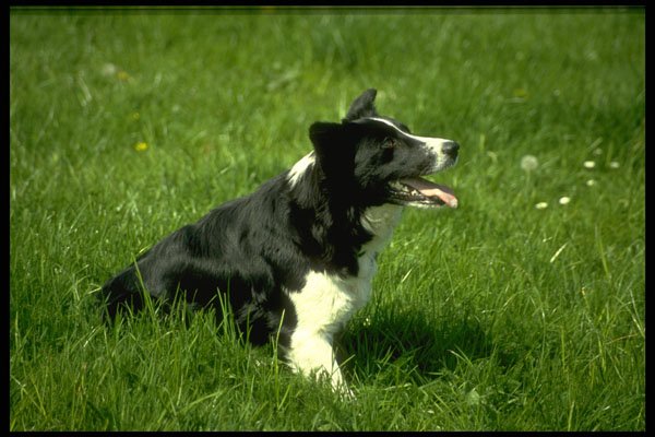 415082 Working Dog A4 Photo Print