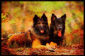 415083 German_Belgian Shepherds A4 Limited Edition Watercolour Print