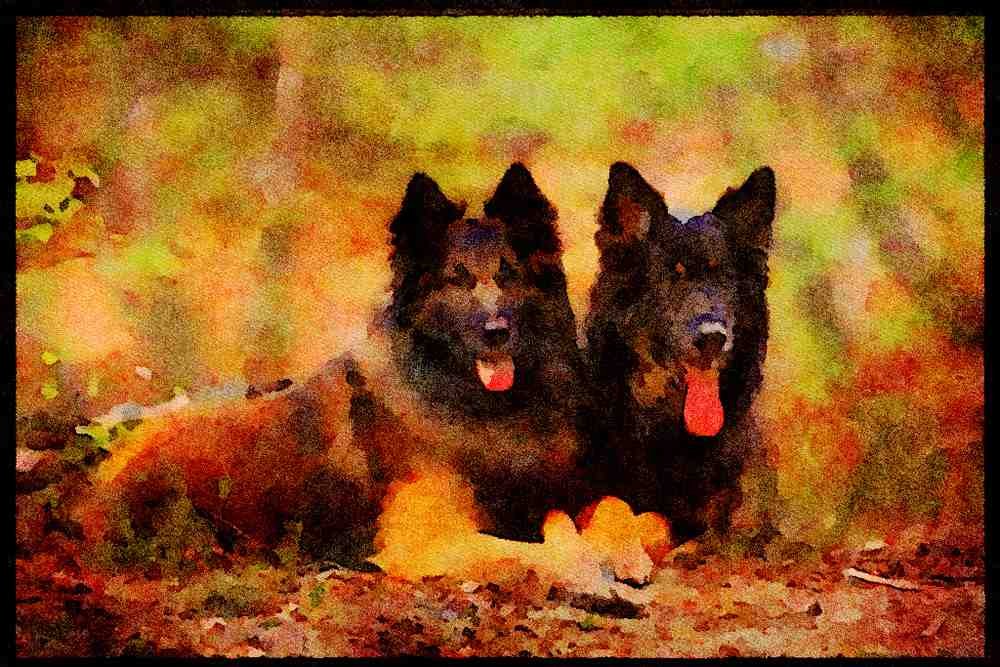 415083 German_Belgian Shepherds A4 Limited Edition Watercolour Print