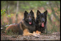 415083 German Belgian Shepherds A4 Photo Print