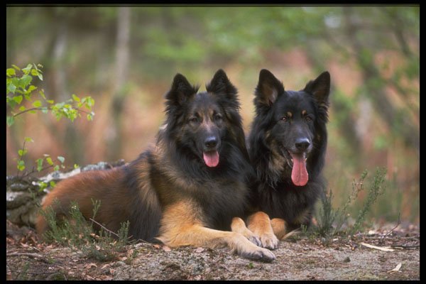 415083 German Belgian Shepherds A4 Photo Print
