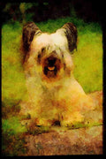 415084 Skye Terrier A4 Limited Edition Watercolour Print