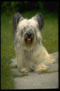 415084 Skye Terrier A4 Photo Print