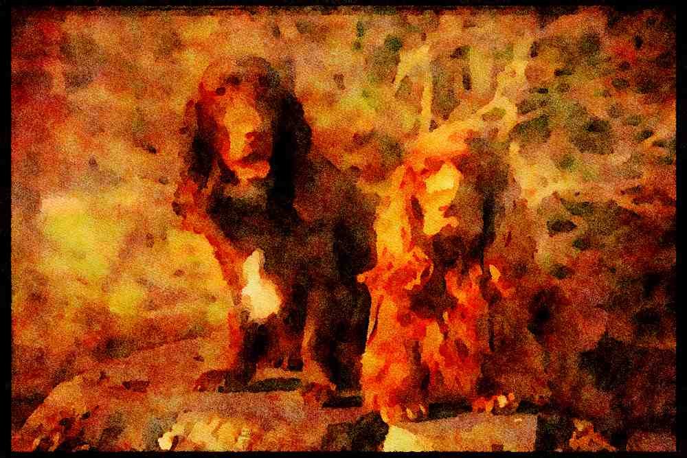 415085 Field Spaniel A4 Limited Edition Watercolour Print