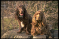 415085 Field Spaniel A4 Photo Print