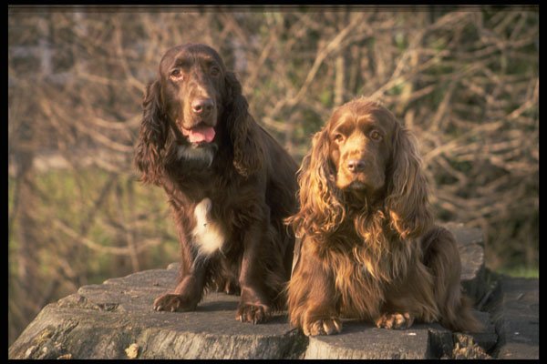 415085 Field Spaniel A4 Photo Print