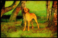 415086 Rhodesian Ridgeback A4 Limited Edition Watercolour Print