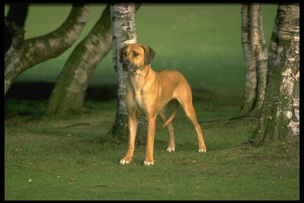 415086 Rhodesian Ridgeback A4 Photo Print