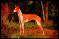 415087 Podenco Ibicenco A4 Limited Edition Watercolour Print