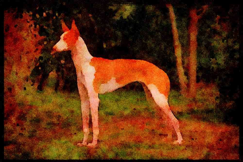 415087 Podenco Ibicenco A4 Limited Edition Watercolour Print