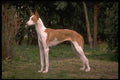 415087 Podenco Ibicenco A4 Photo Print