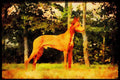 415088 Pharoah Hound A4 Limited Edition Watercolour Print