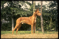 415088 Pharoah Hound A4 Photo Print