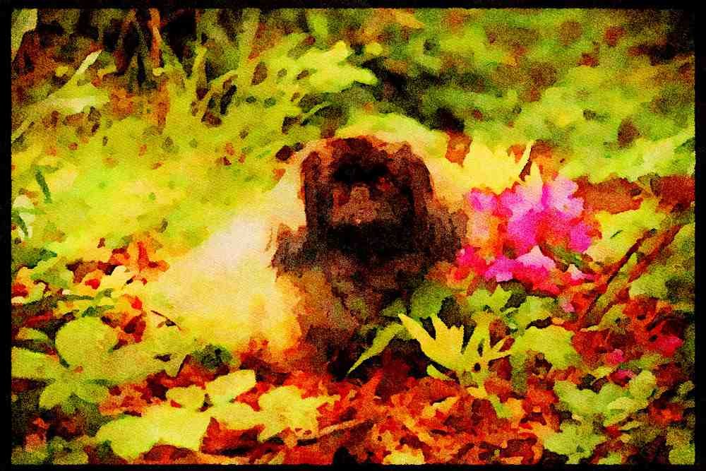 415089 Pekinese A4 Limited Edition Watercolour Print