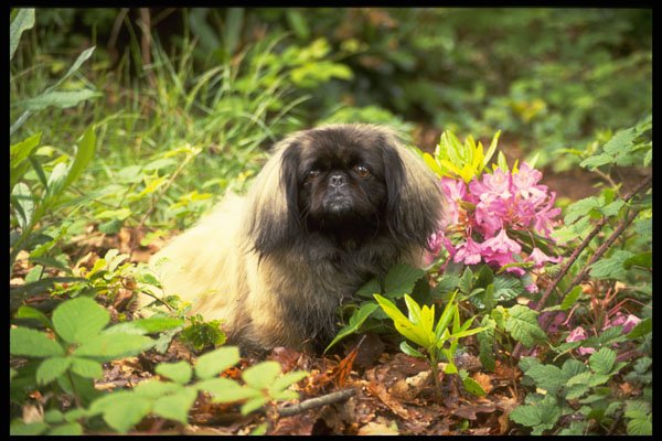 415089 Pekinese A4 Photo Print