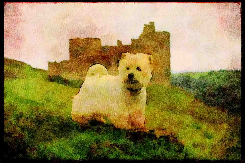 415090 West W.H. Terrier A4 Limited Edition Watercolour Print