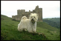 415090 West W.H. Terrier A4 Photo Print