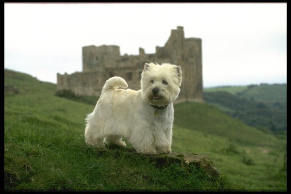 415090 West W.H. Terrier A4 Photo Print