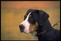 415091 Sennen Hound A4 Photo Print