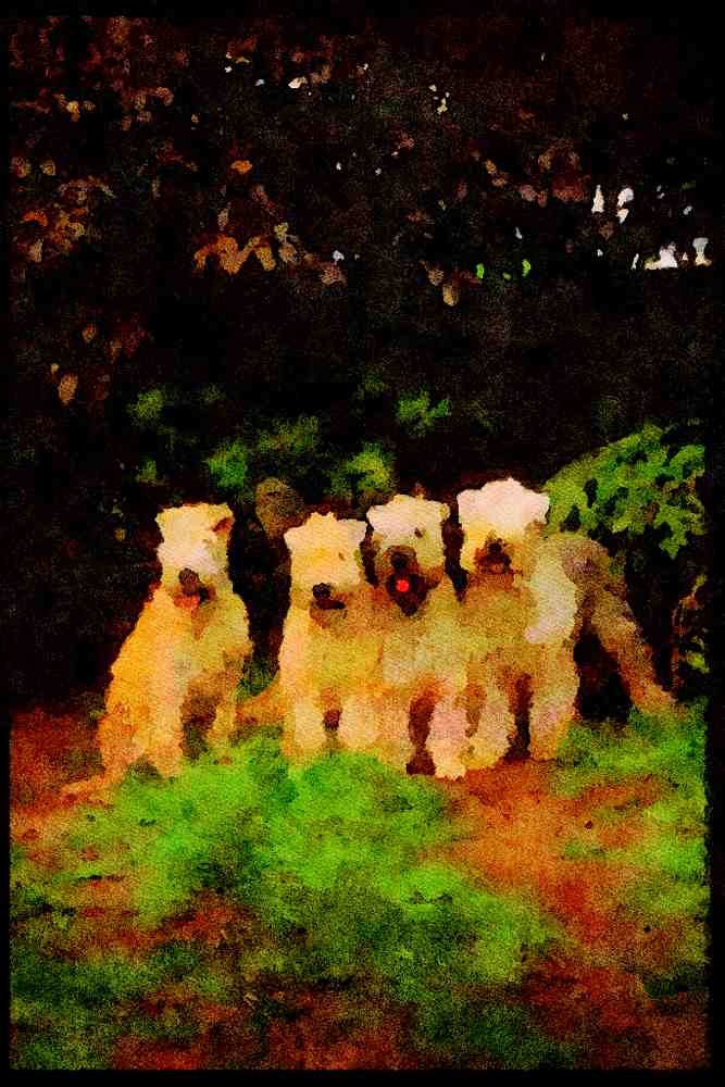 415092 Soft coated Wheatan Terrier A4 Limited Edition Watercolour Print