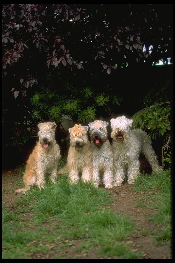 415092 Soft coated Wheatan Terrier A4 Photo Print