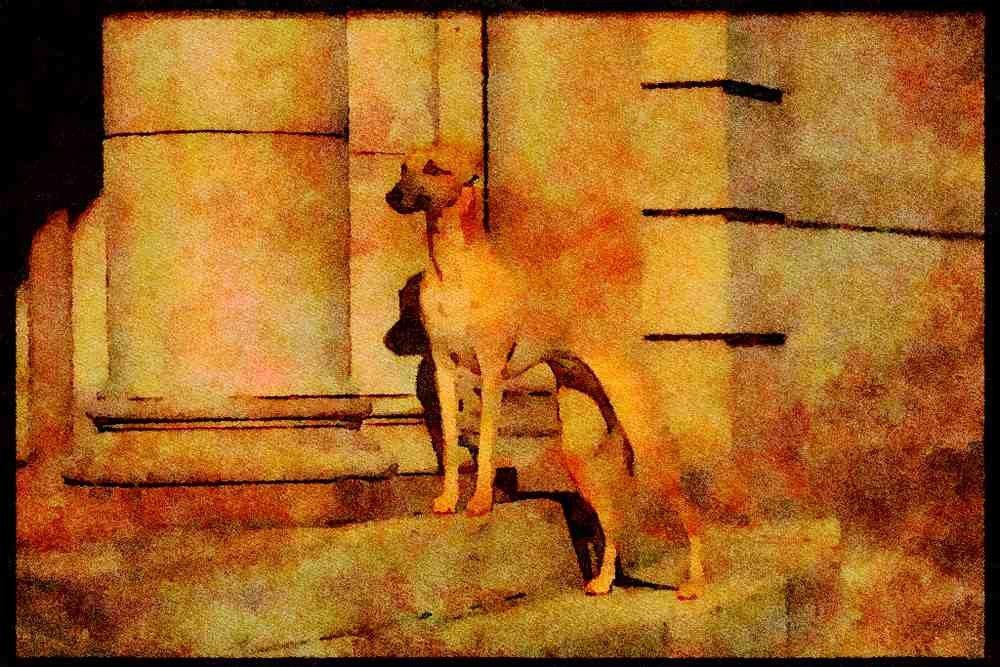 415093 Whippet A4 Limited Edition Watercolour Print