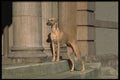 415093 Whippet A4 Photo Print