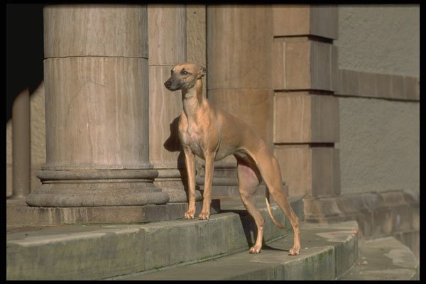 415093 Whippet A4 Photo Print