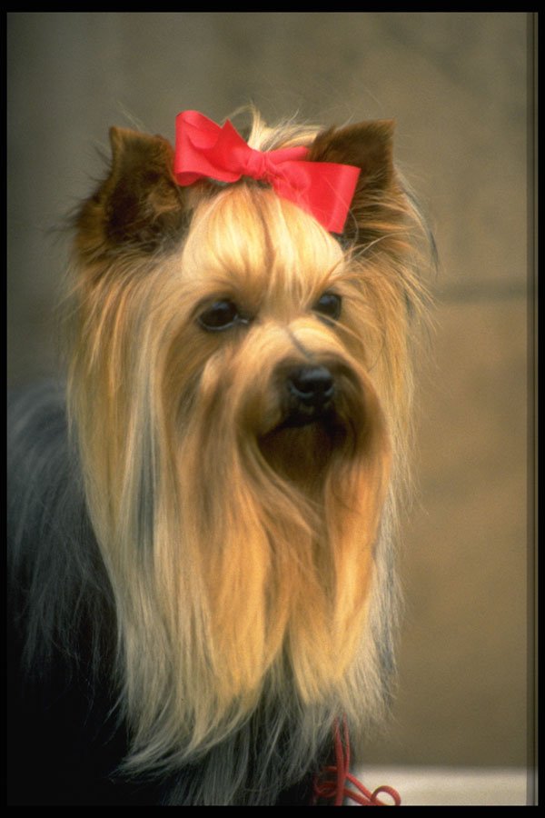 415094 Yorkshire Terrier A4 Photo Print