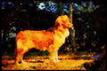 415095 Toller A4 Limited Edition Watercolour Print