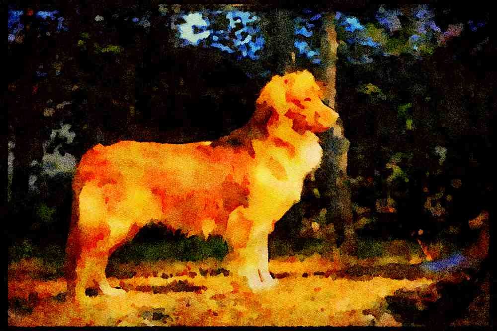 415095 Toller A4 Limited Edition Watercolour Print