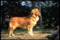 415095 Toller A4 Photo Print