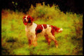 415096 Red And White Setter A4 Limited Edition Watercolour Print