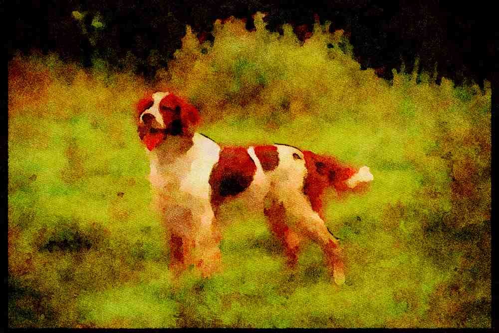 415096 Red And White Setter A4 Limited Edition Watercolour Print