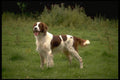 415096 Red And White Setter A4 Photo Print
