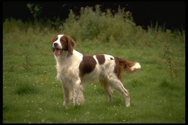 415096 Red And White Setter A4 Photo Print