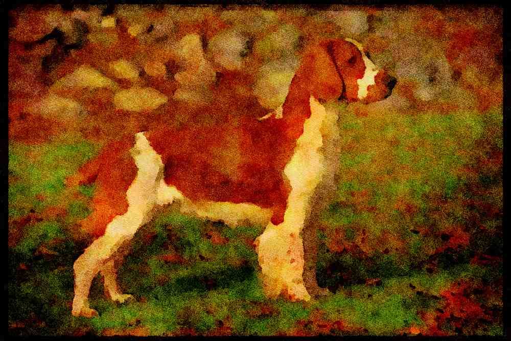 415097 Welsh Springer Spaniel A4 Limited Edition Watercolour Print
