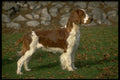 415097 Welsh Springer Spaniel A4 Photo Print