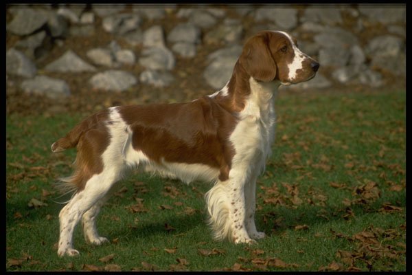 415097 Welsh Springer Spaniel A4 Photo Print