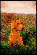 415098 Weimaraner A4 Limited Edition Watercolour Print