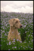 415098 Weimaraner A4 Photo Print