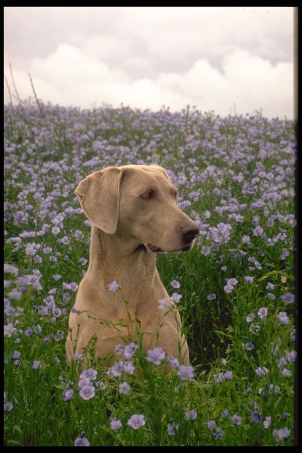 415098 Weimaraner A4 Photo Print