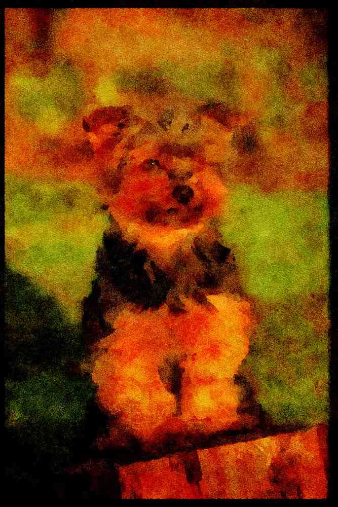 415099 Yorkshire Terrier A4 Limited Edition Watercolour Print