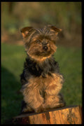 415099 Yorkshire Terrier A4 Photo Print